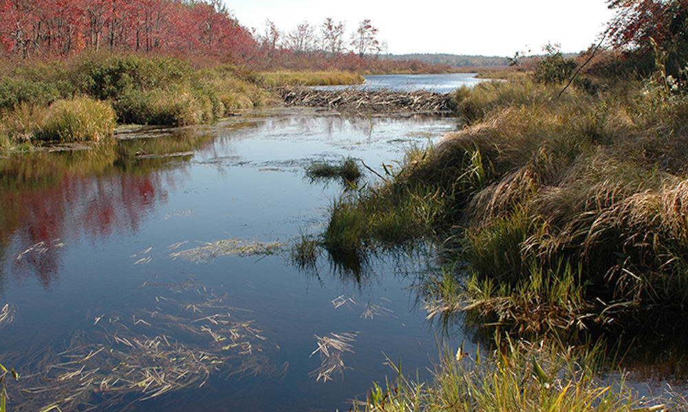 The Bog