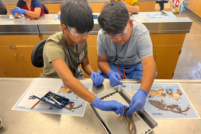 Two WEBS campers work together during a frog anatomy lab activity.